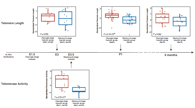 Nature Medicine: Leukocyte telomere length in children born following blastocyst-stage embryo transfer