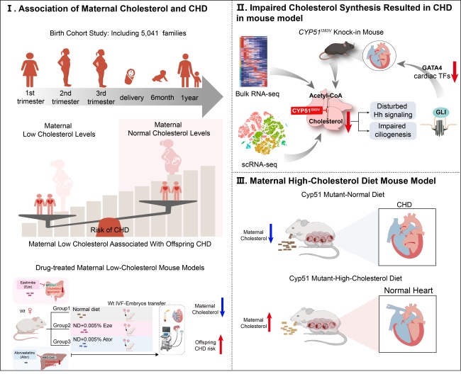 Signal Transduct Target Ther ：母体孕期低胆固醇增加子代先心病风险，适量补充或可成为干预方案