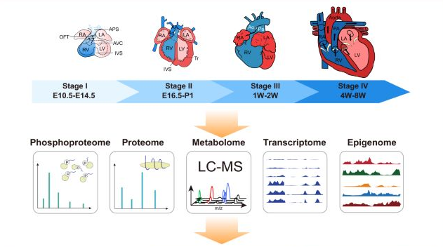 Cell Reports： 多组学图谱揭示心脏发育过程关键分子开关